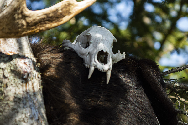 Bear skull