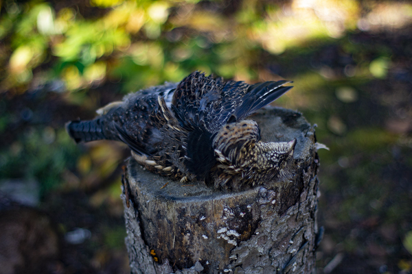 Partridge on a stump