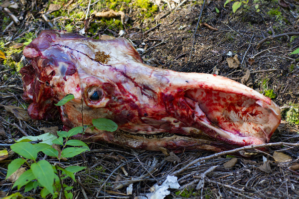 Skinned moose head