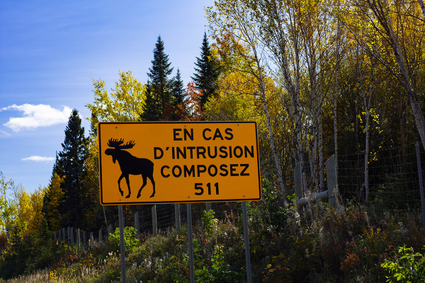 Moose warning sign on the road